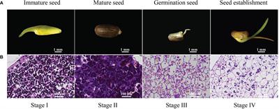 Insights into the regulation of energy metabolism during the seed-to-seedling transition in marine angiosperm Zostera marina L.: Integrated metabolomic and transcriptomic analysis